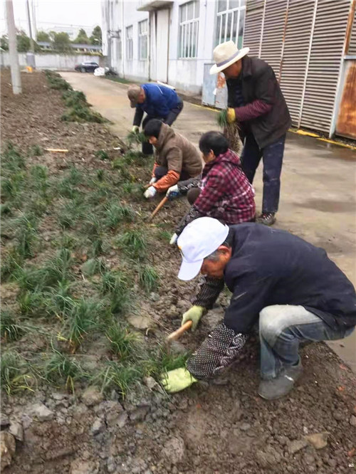 綠化種植9_副本.jpg 綠化種植9_副本.jpg